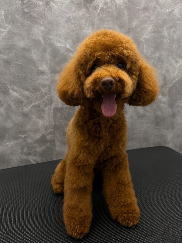 Toy Pudel